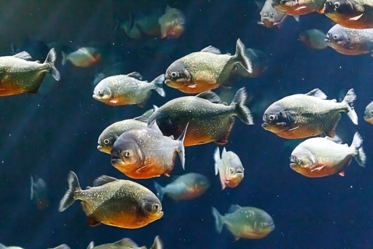 Piranha Fish Care Sheet: Setup, Feeding, & More - Build Your Aquarium