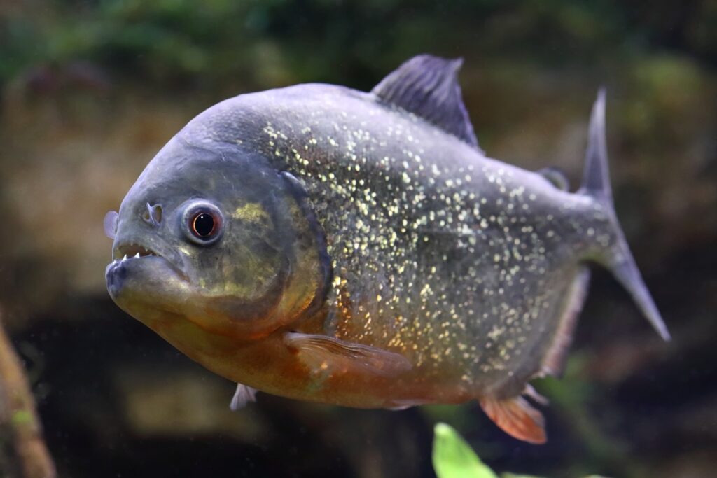 Piranha Fish Care