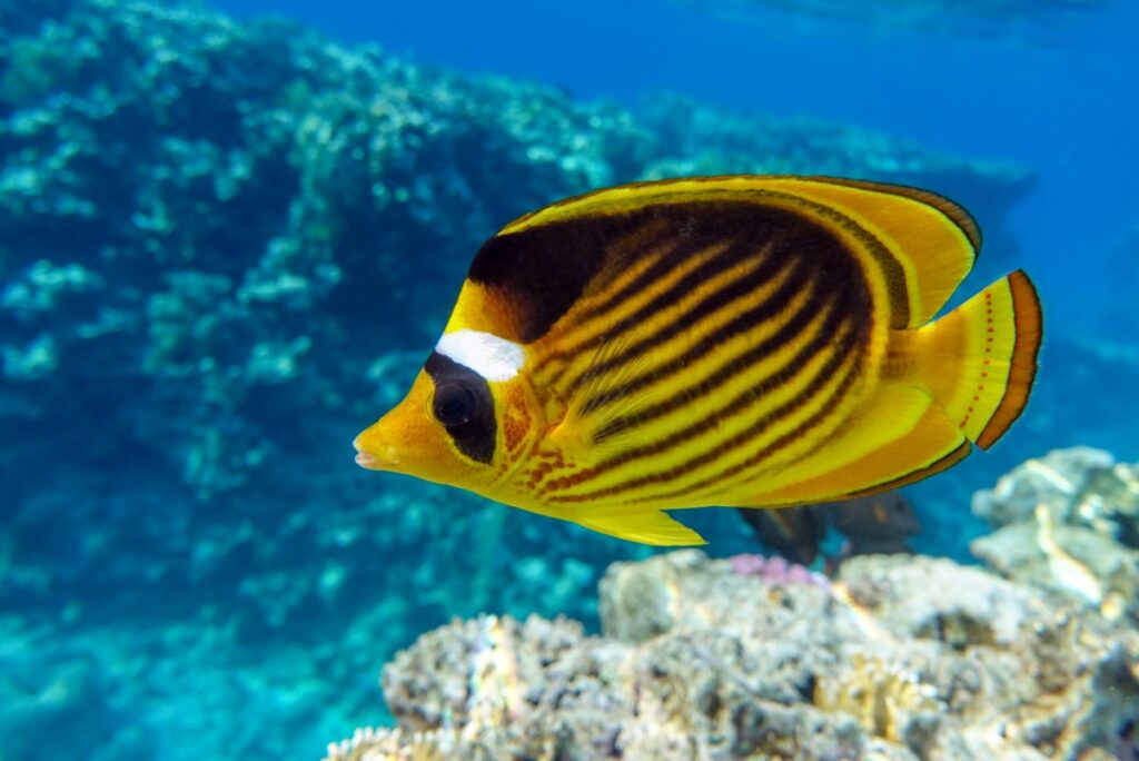Red sea Raccoon butterfly fish