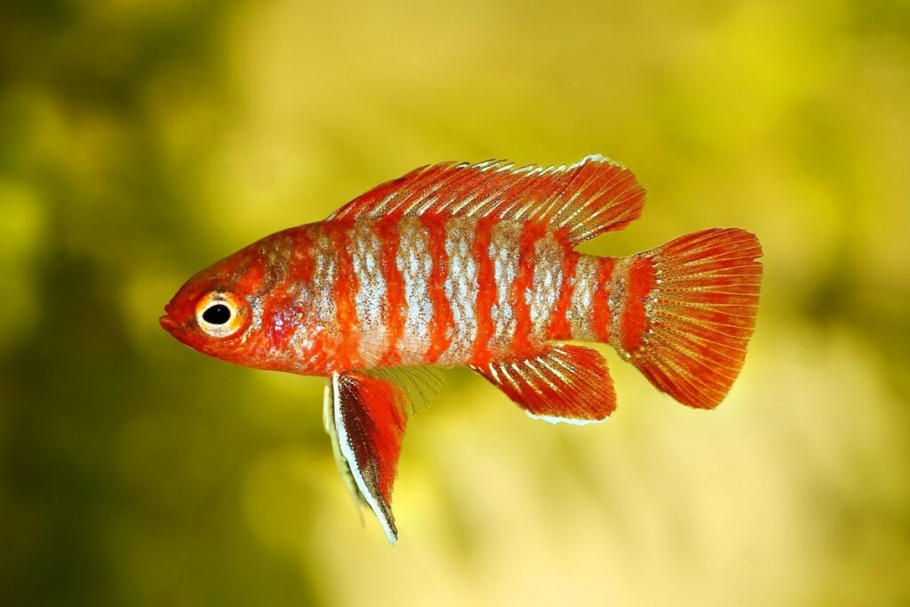 Scarlet Badis