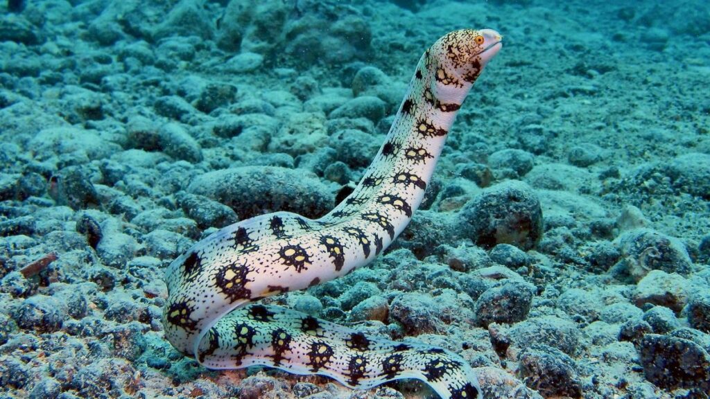 Snowflake Eel