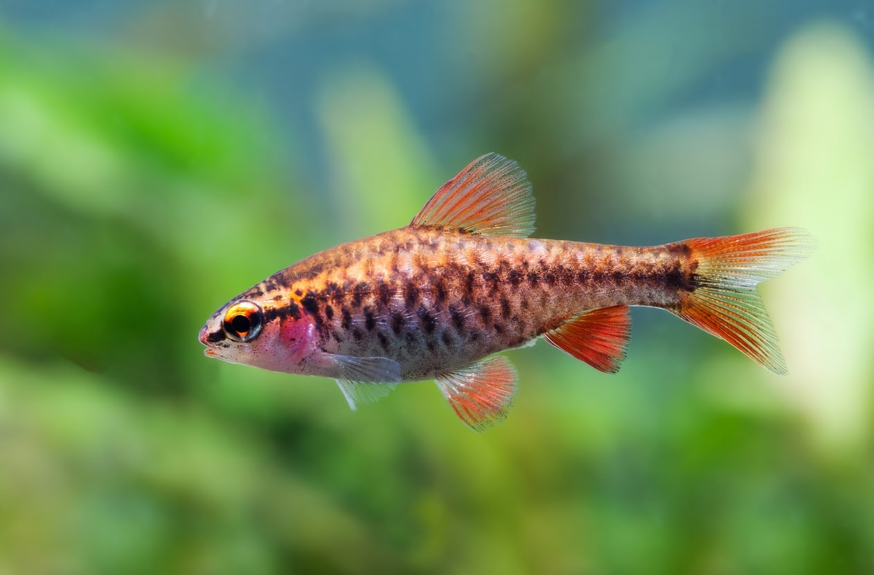 The Complete Guide to Cherry Barbs Tank Mates, Breeding, and More