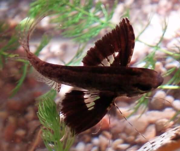 freshwater butterfly fish