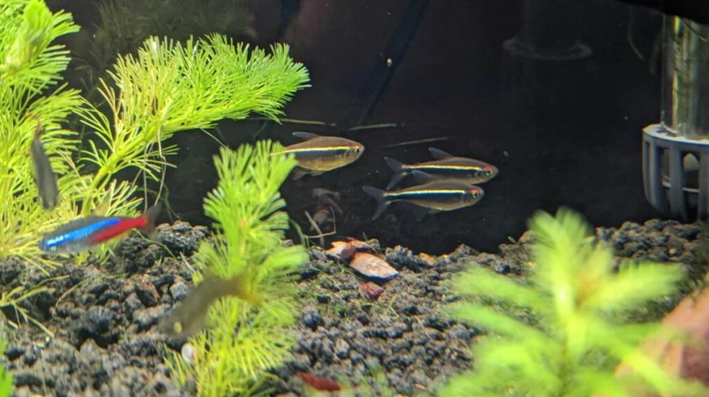 Black Neon Tetra Tank Mates