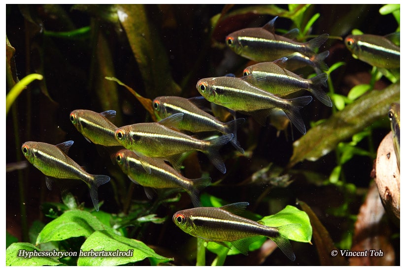 Black Neon Tetra Care