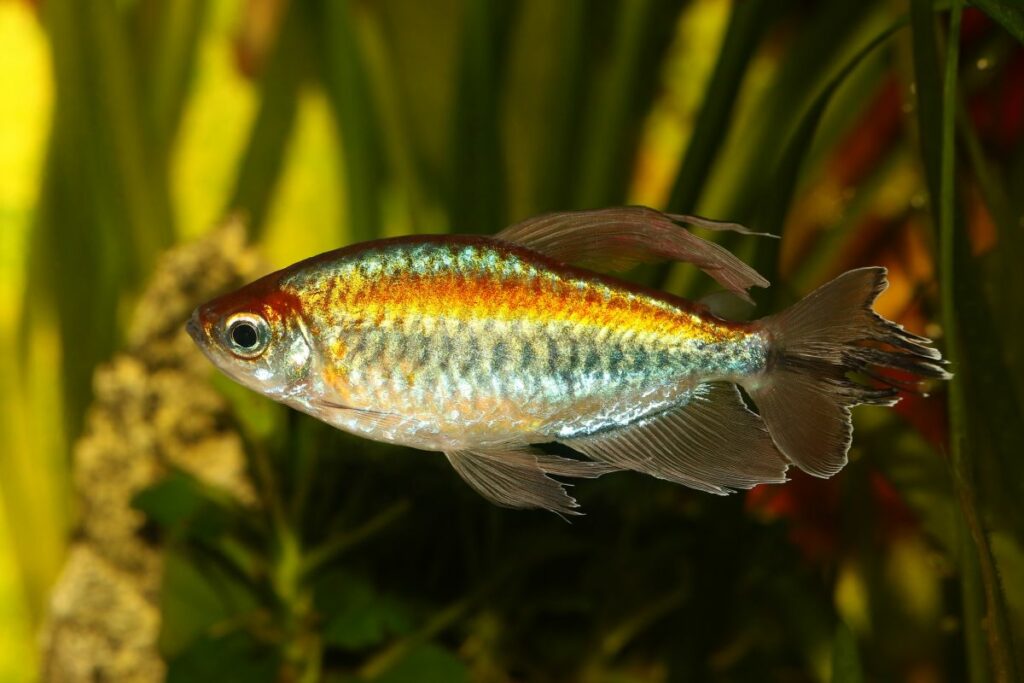 Congo Tetra 