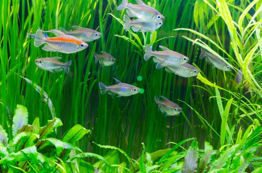 Congo Tetra Care Requirements