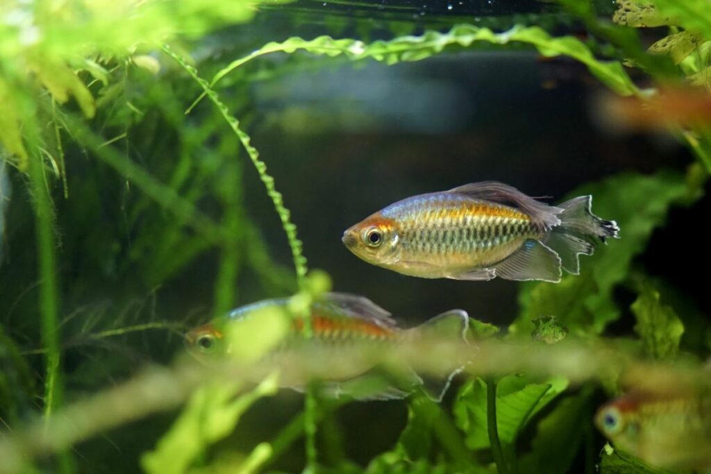 Congo Tetra Fish History