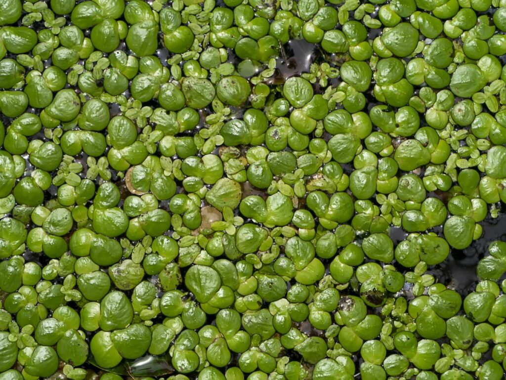 Duckweed Plants