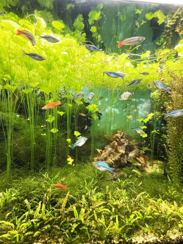 Floating Aquarium Plants: A Complete Guide