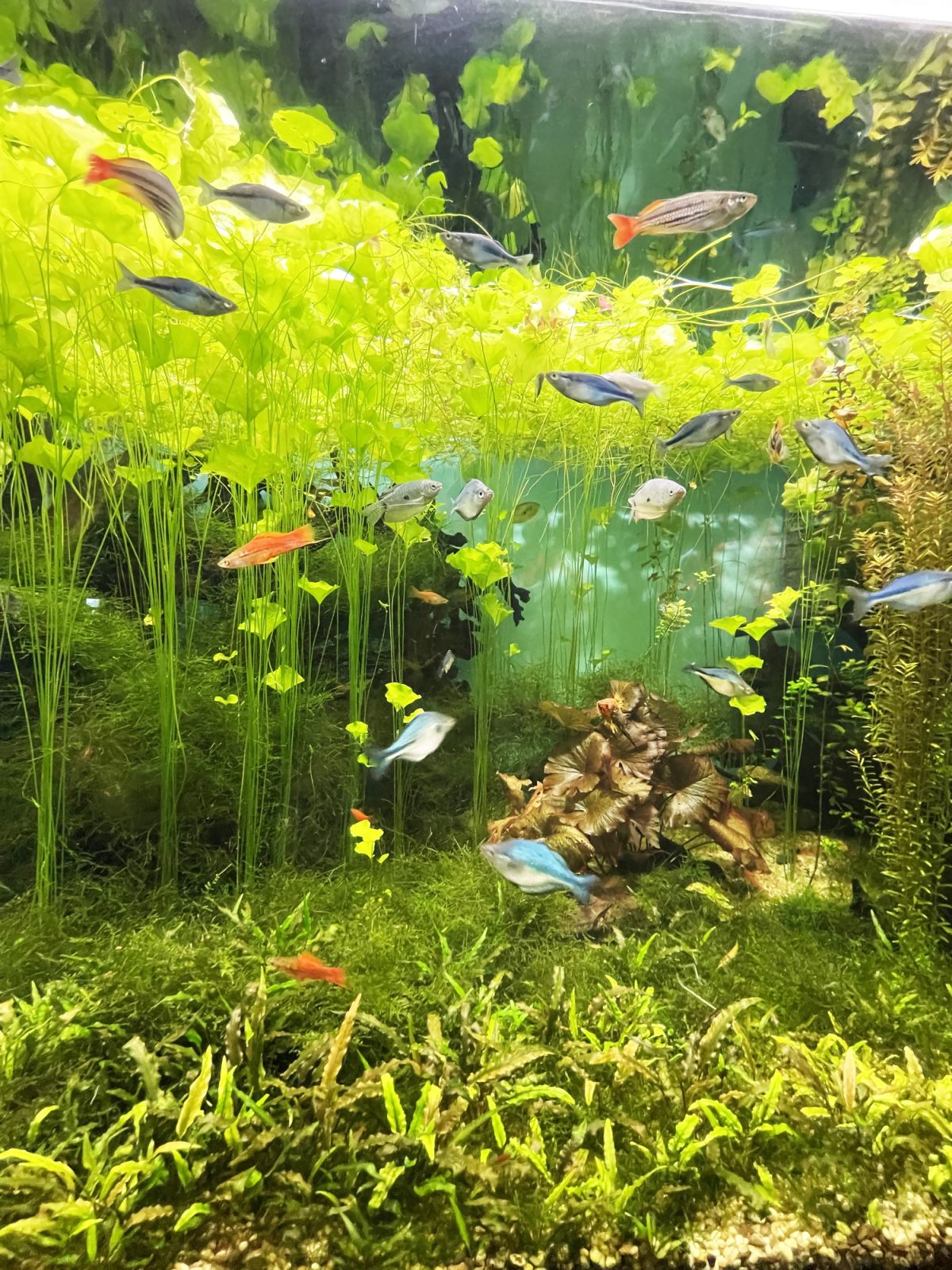 3 lemnas Set/Floating Plant plants against algae in pond & for the aquarium 