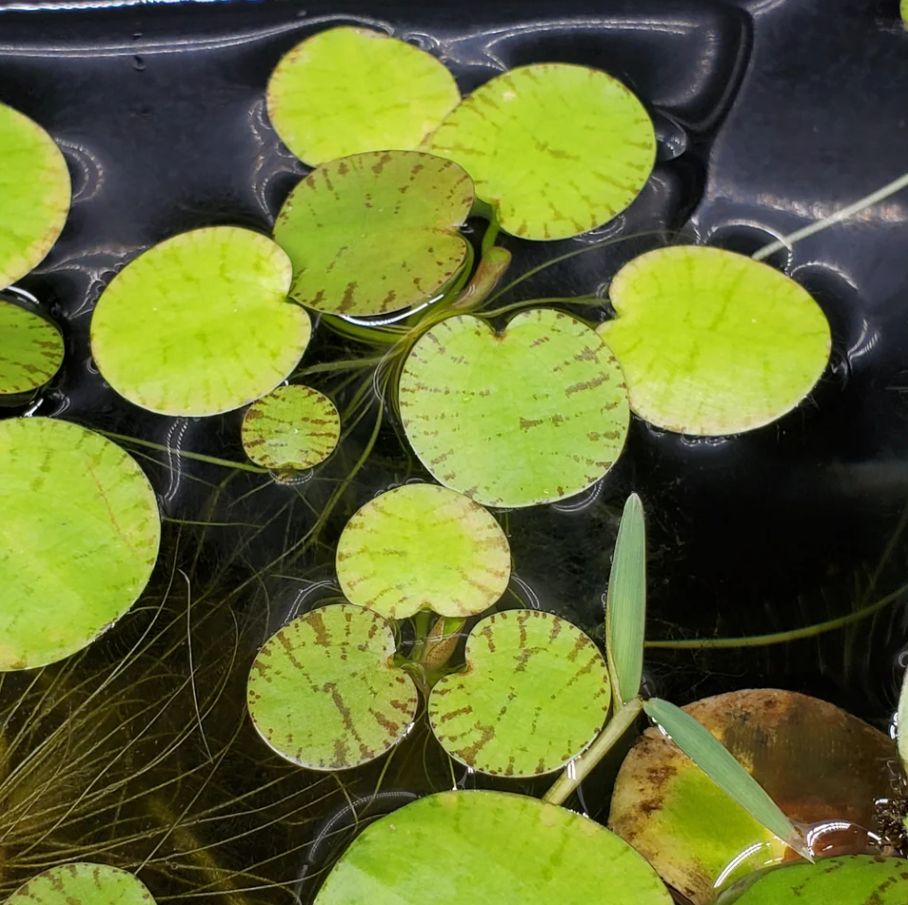 Frogbit