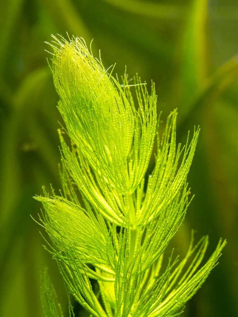 Hornwort 