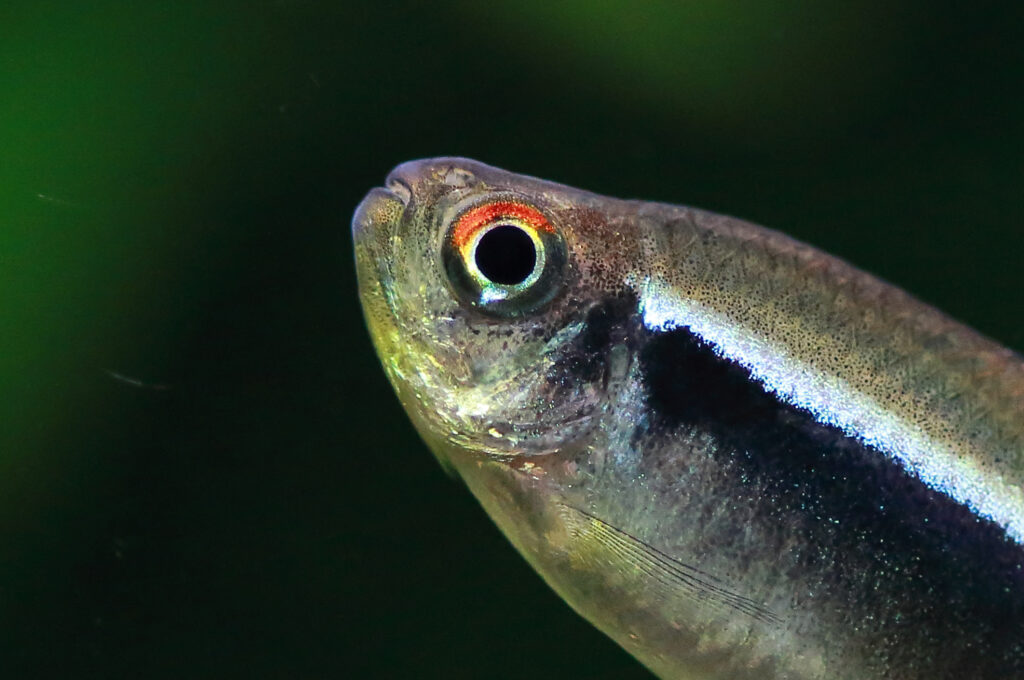 Black Neon Tetra Fish Origin