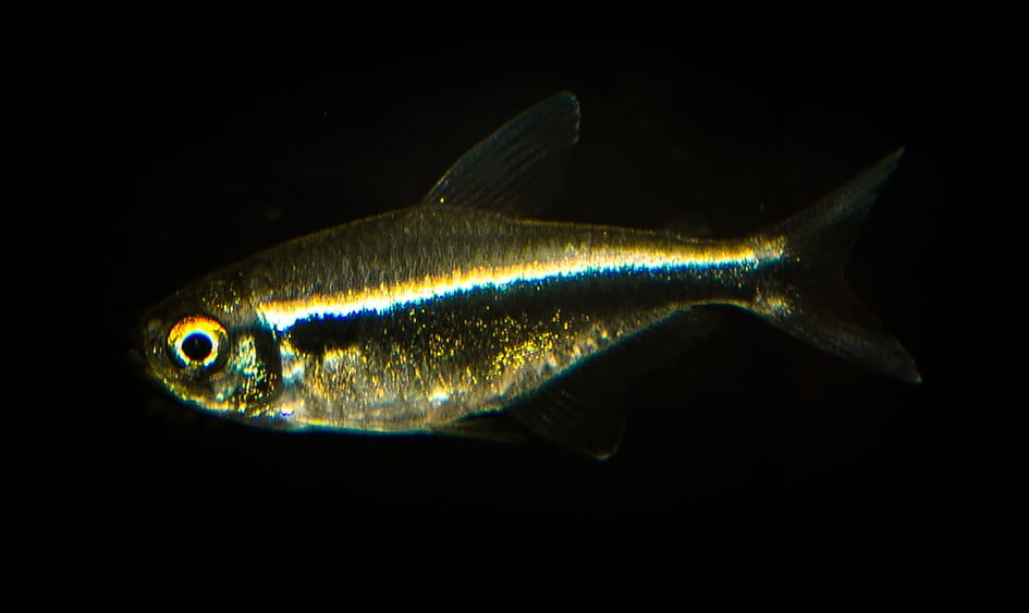 black neon tetra