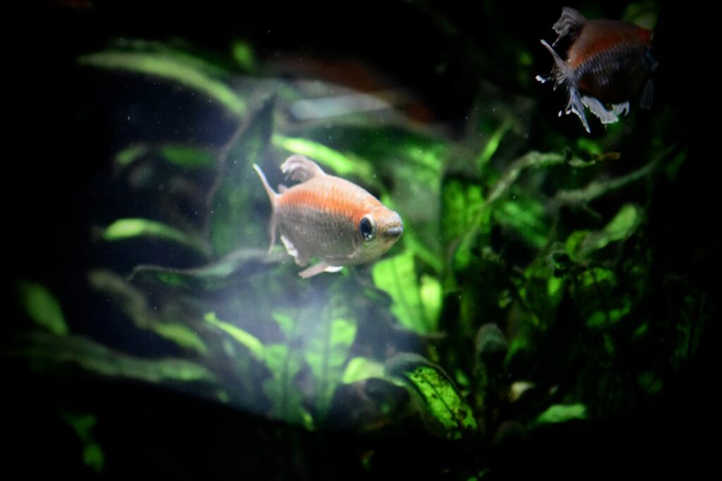 ongo Tetra Behavior