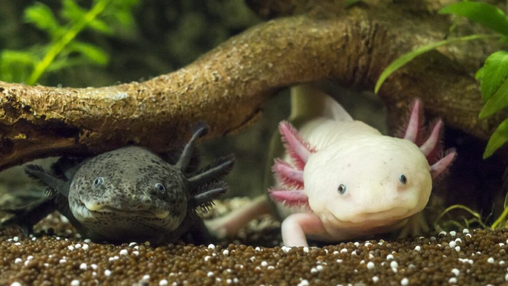 Baby Axolotl Tank Mates