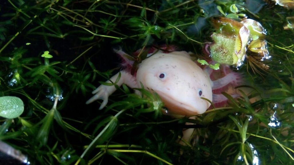 Baby Axolotl Water Conditions