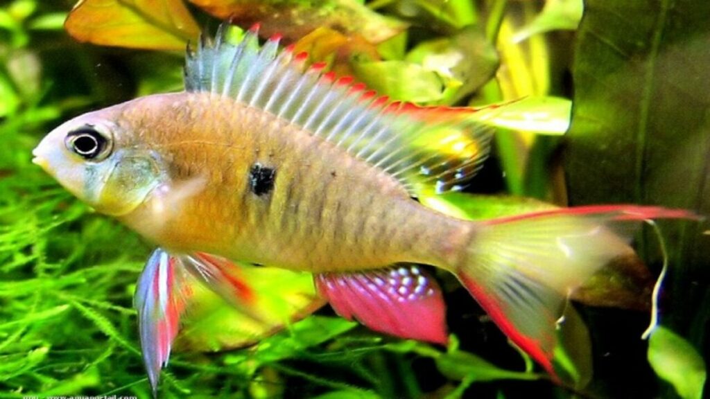 Bolivian Ram Appearance