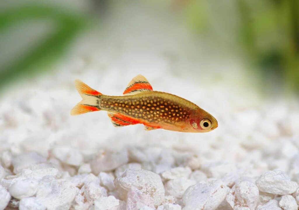 Celestial Pearl Danio