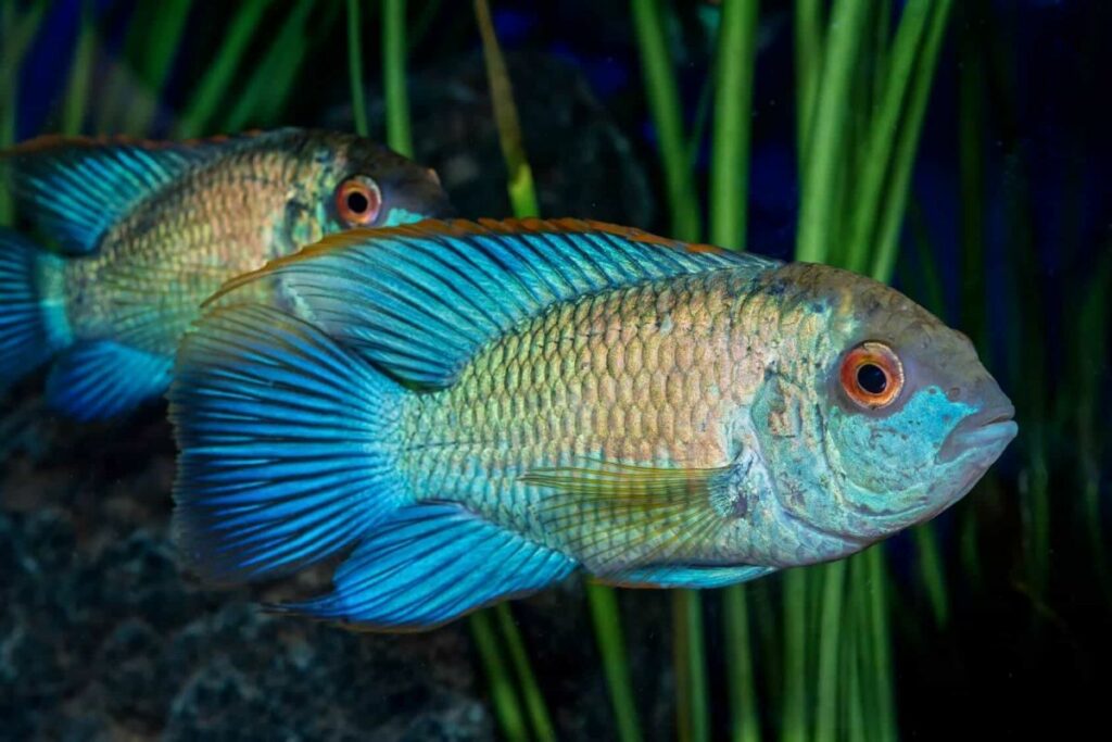 Electric Blue Acara