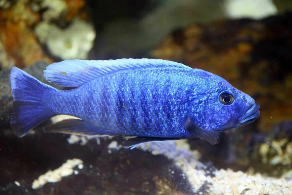 Electric Blue Hap Sciaenochromis fryeri