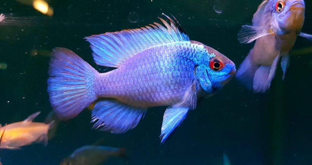 Electric Blue Ram