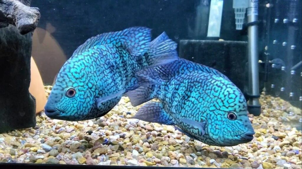 Electric Blue Texas Cichlid