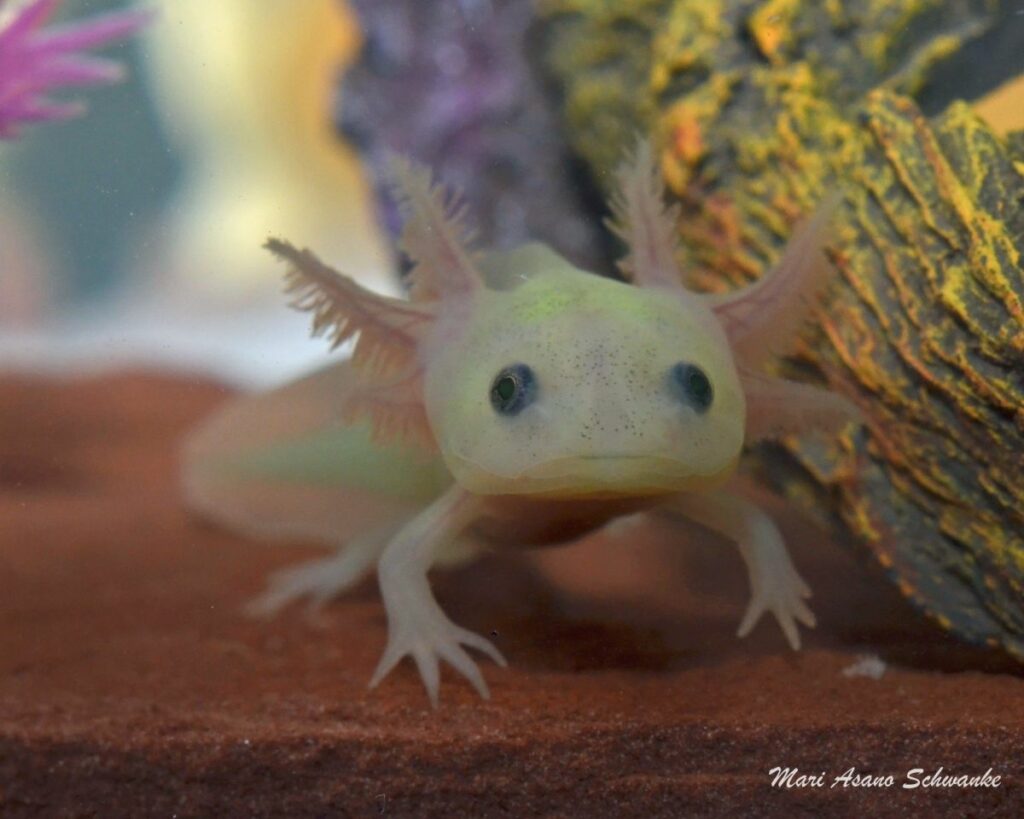 The Definitive Baby Axolotl Care Guide