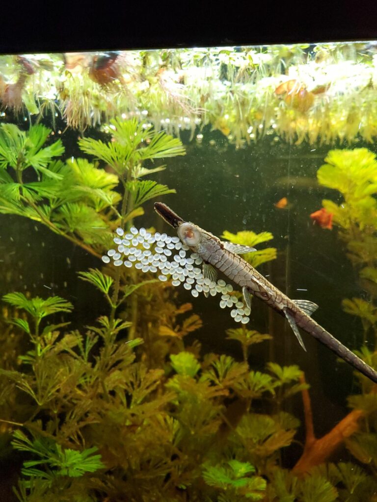 How to Breed Twig Catfish