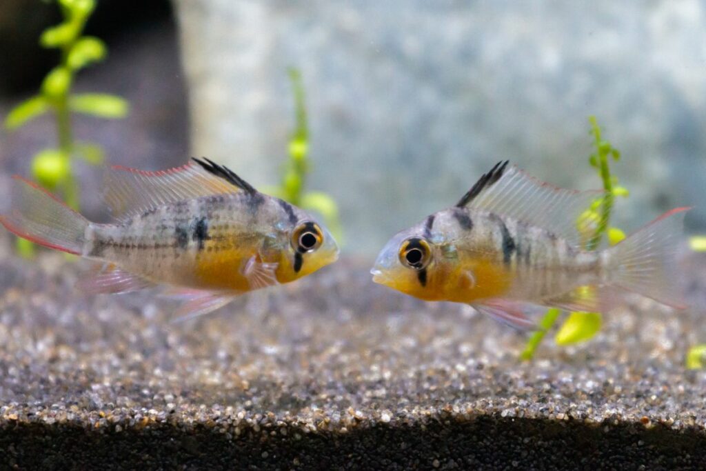 Mikrogeophagus altispinosus