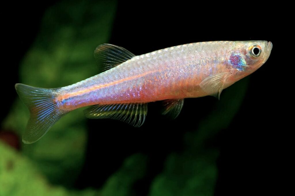 Pearl Danio