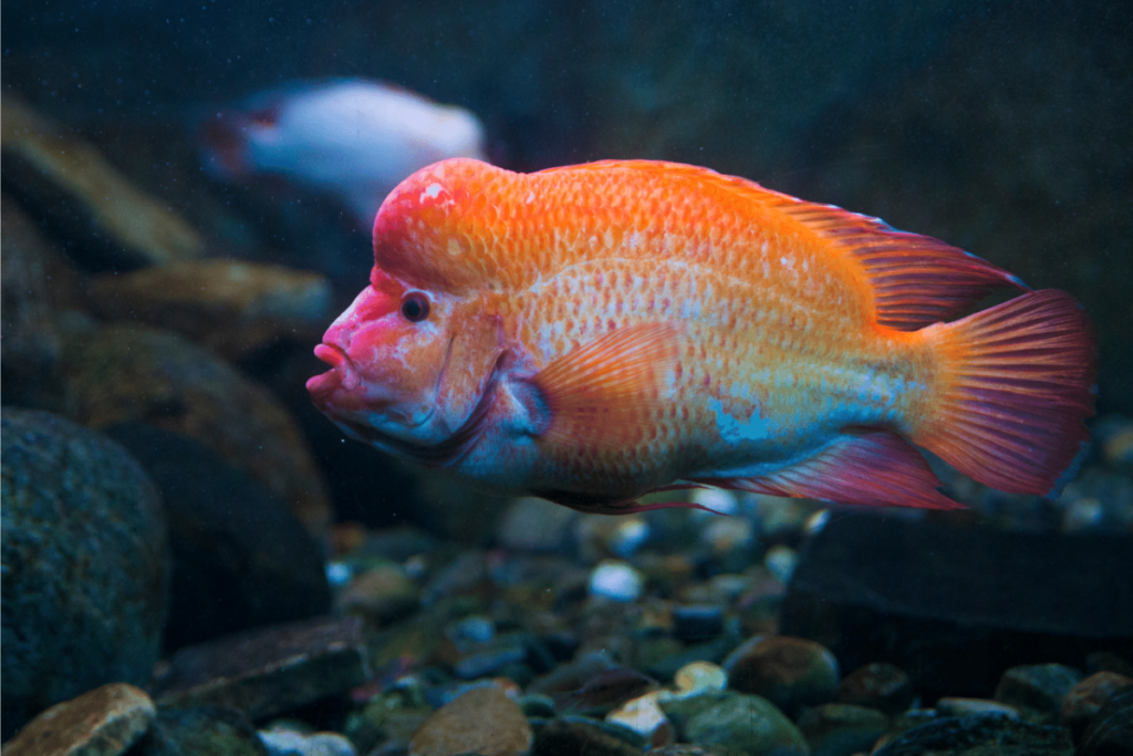 Red Devil Cichlid Water Conditions