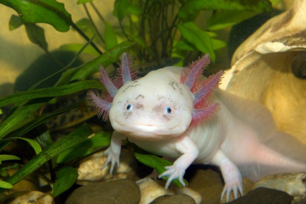 Setting Up an Axolotl Tank