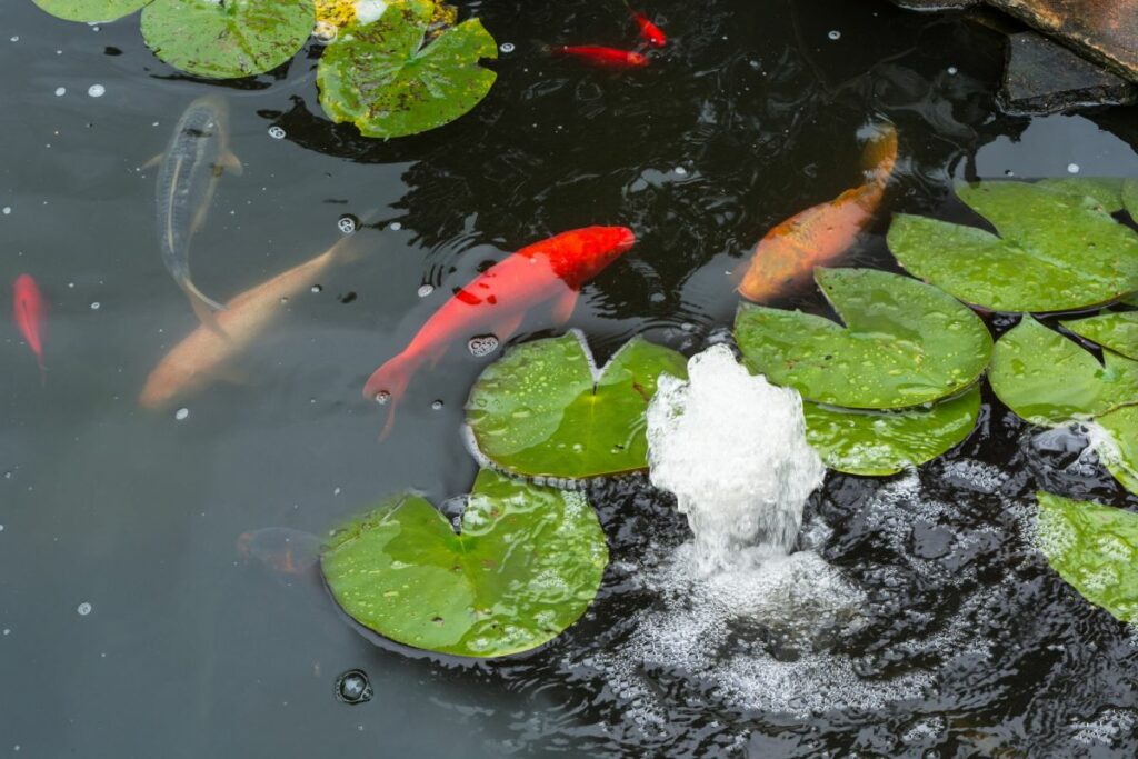 Setting up Pond Aeration Systems