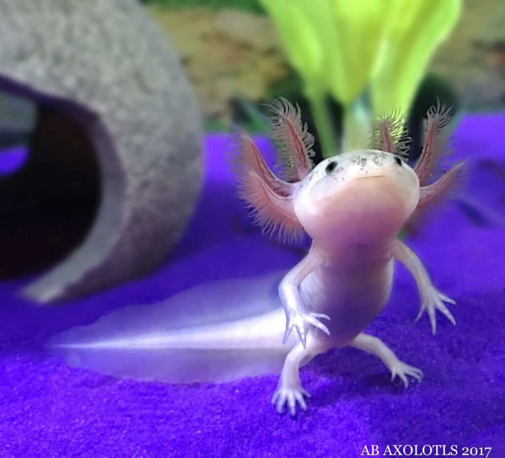 Tank Size for Axolotl Babys