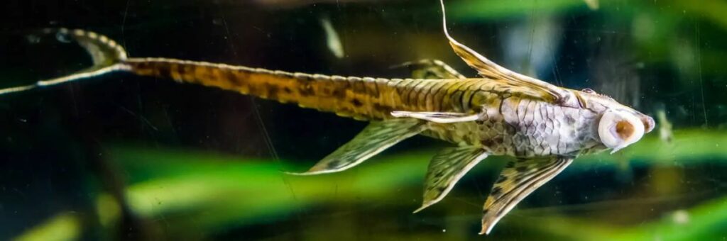 Twig Catfish