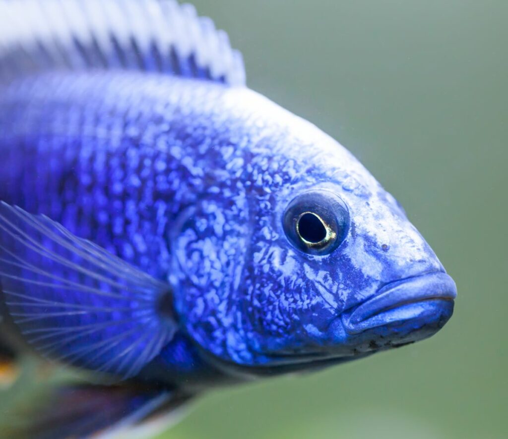 Types of Electric Blue Cichlid