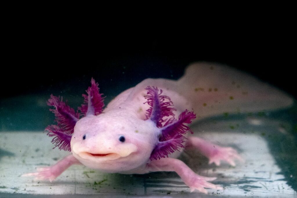 What is a Baby Axolotl