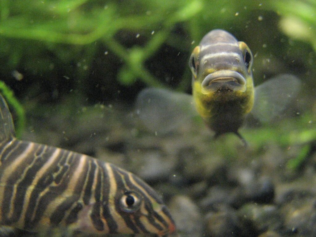 What is the Zebra Loach