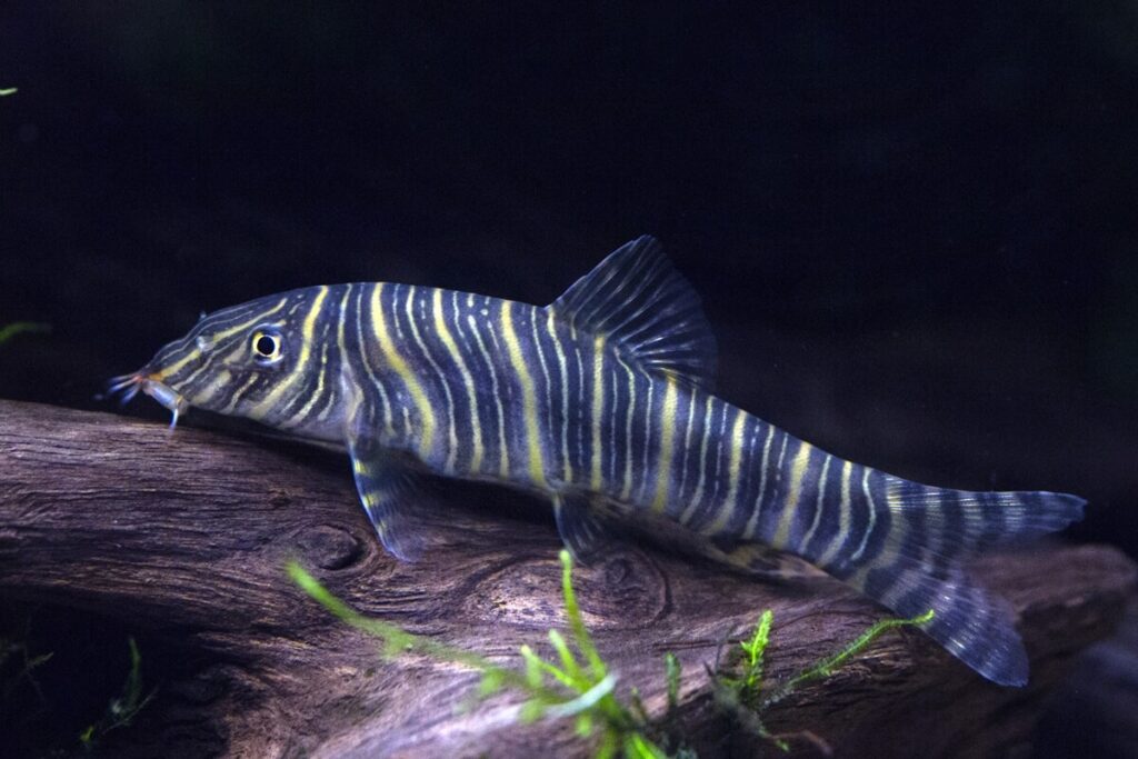 Zebra Loach