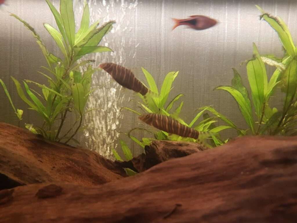 Zebra Loach Tank Setup