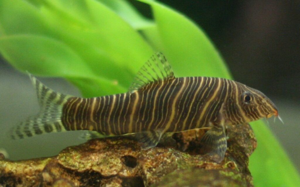 Zebra Loaches and Aquarium Plants