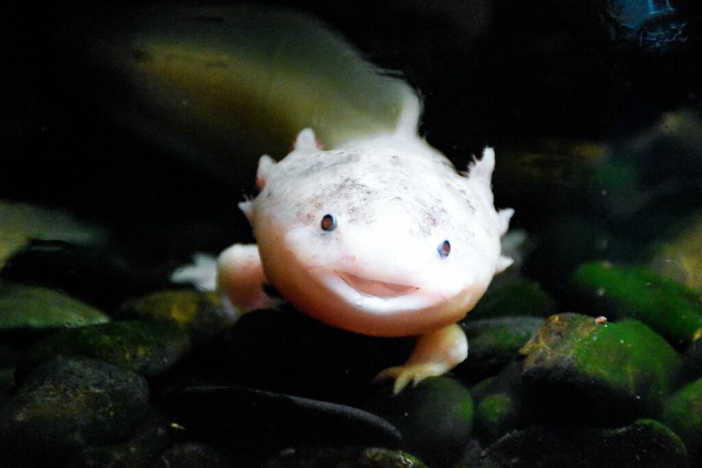 The Definitive Baby Axolotl Care Guide