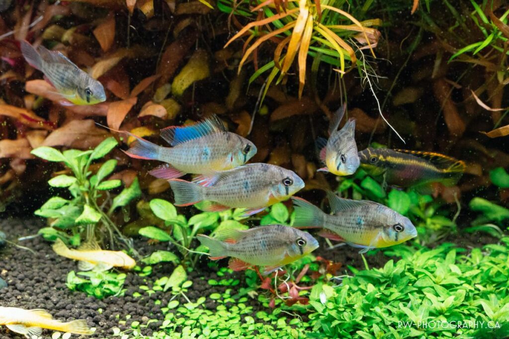 Bolivian ram care requirements