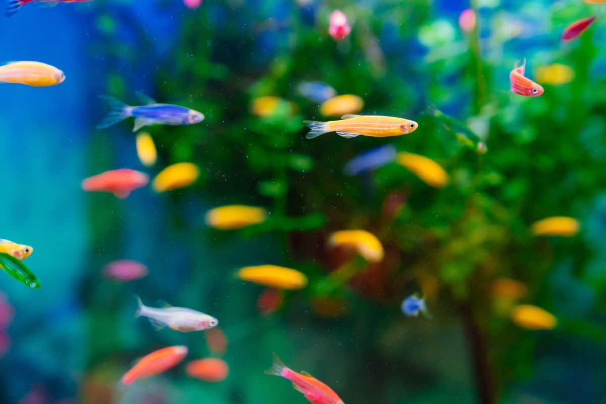 Everything You Need to Know About Danios