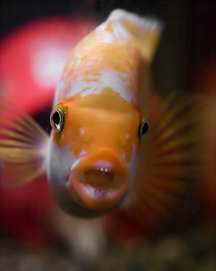 Red Devil Cichlid Care Aquarium Size Tank Mates Feeding And More