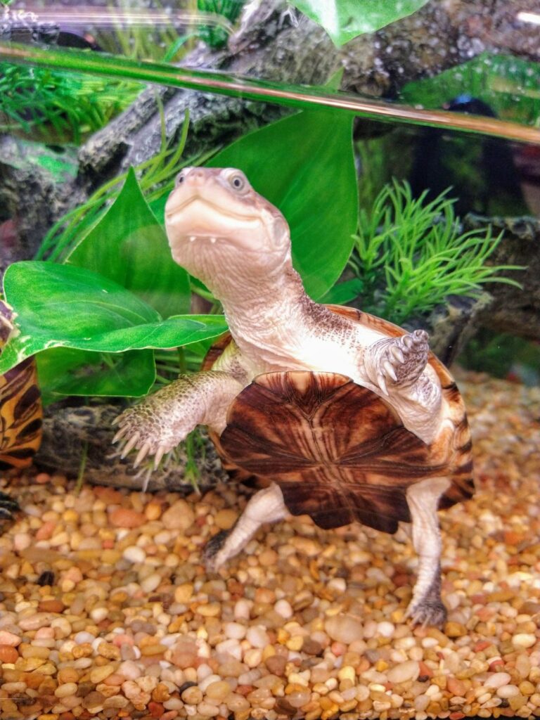 African Side Necked Turtle