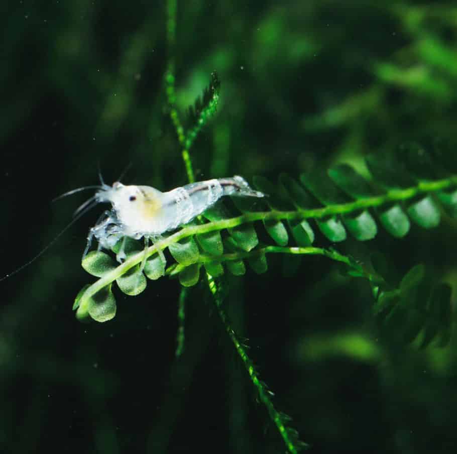 Bee Shrimp Breeding