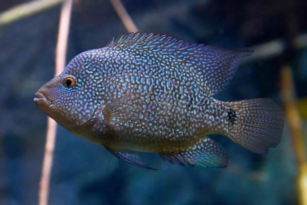 Blue Texas Cichlid Breeding